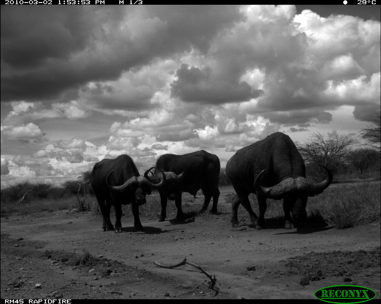 Image of African Buffalo