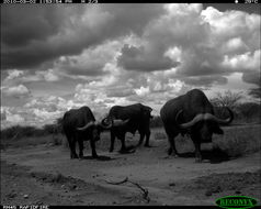 Image of African Buffalo