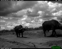 Image of African Buffalo