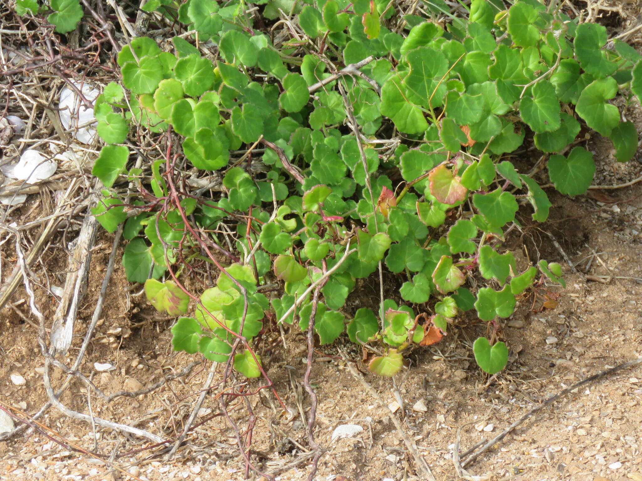 Image of Cineraria geifolia (L.) L.