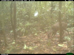 Image of South American Brown Brocket