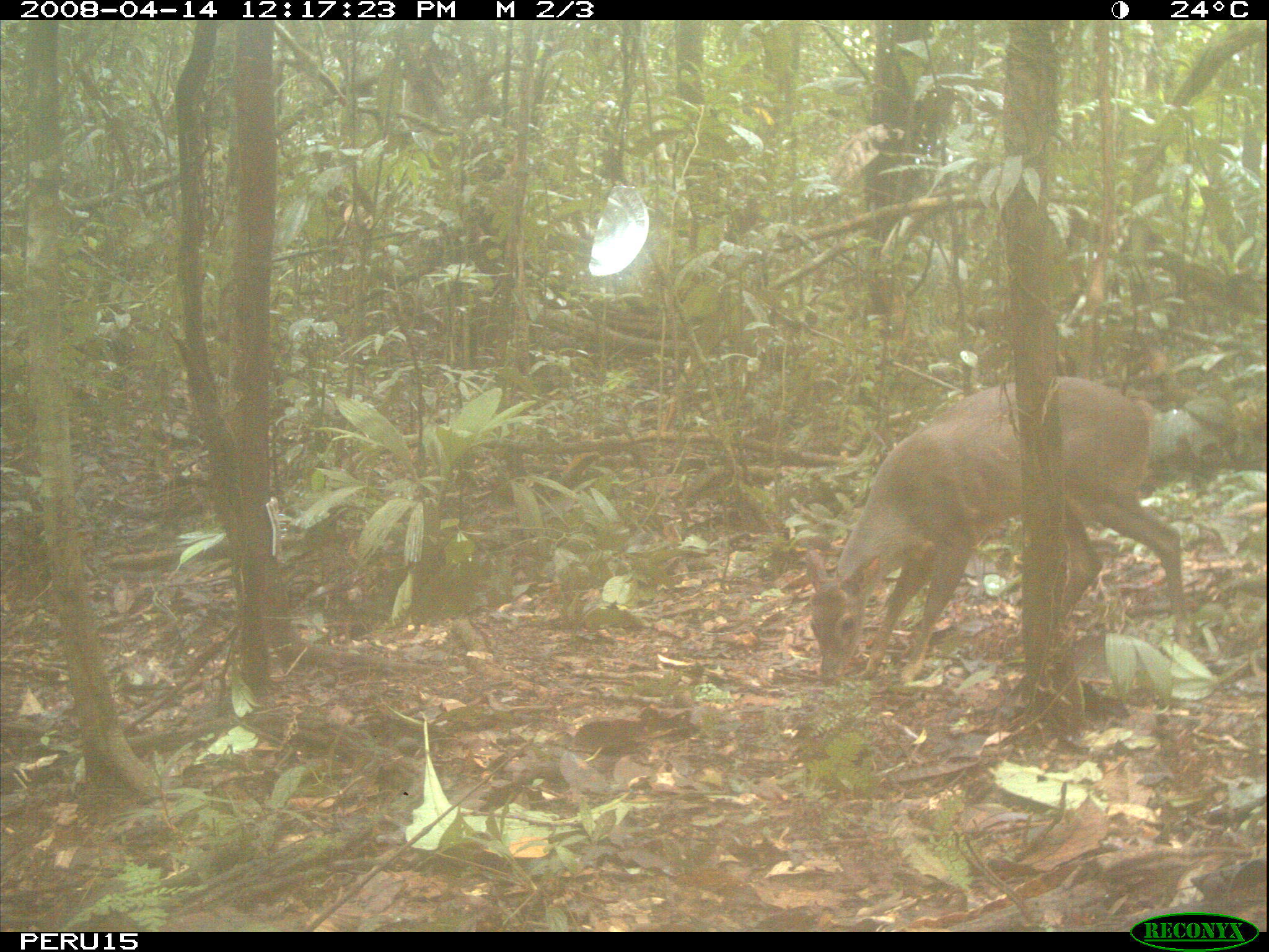 Imagem de Mazama gouazoubira (G. Fischer)