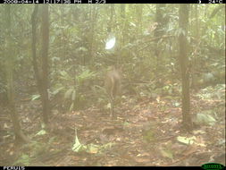 Image of South American Brown Brocket