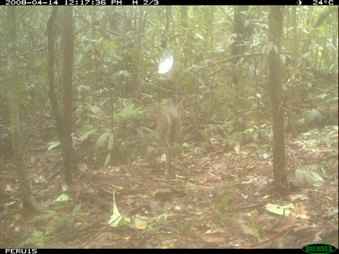 Image of South American Brown Brocket