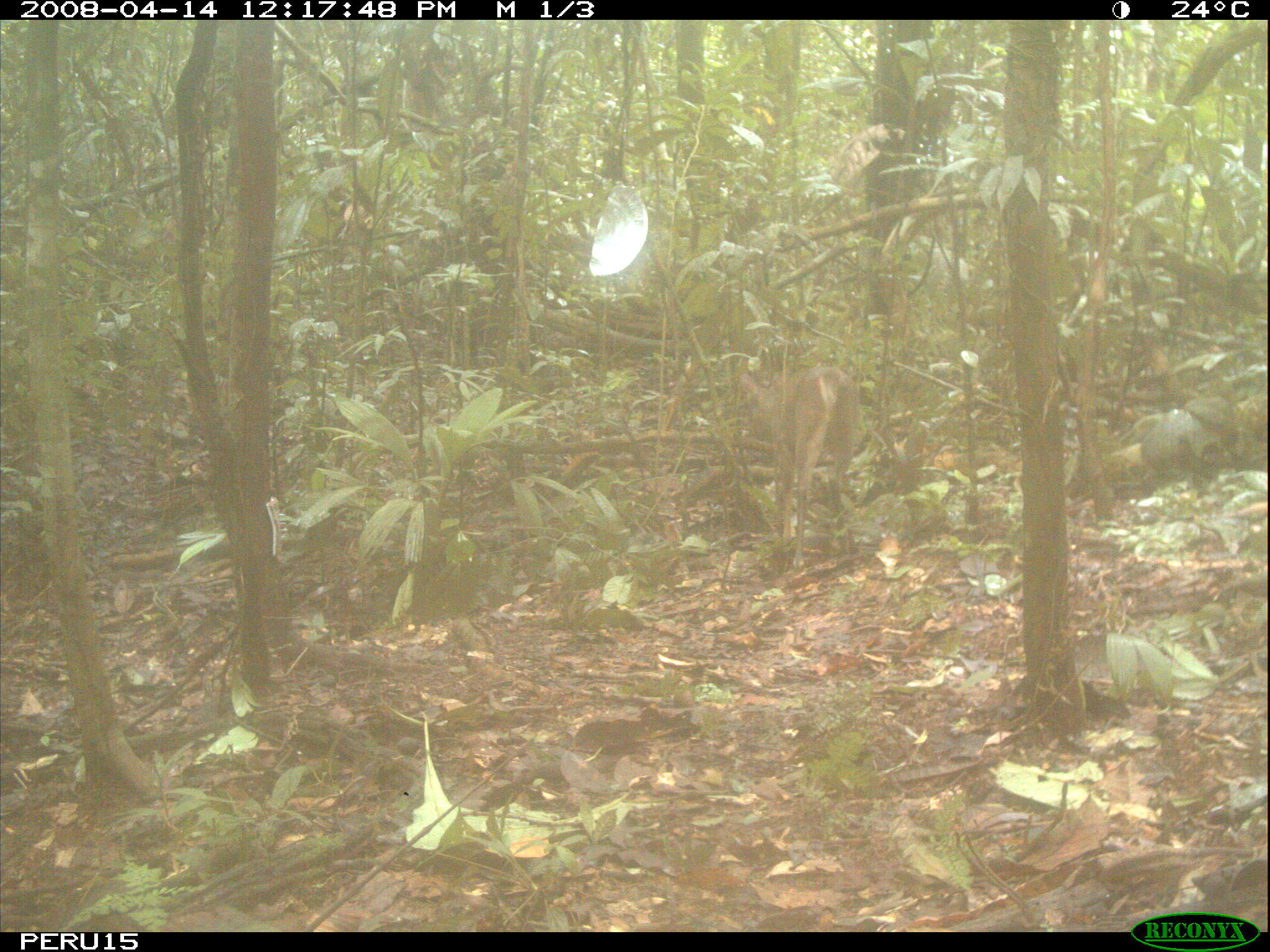 Imagem de Mazama gouazoubira (G. Fischer)