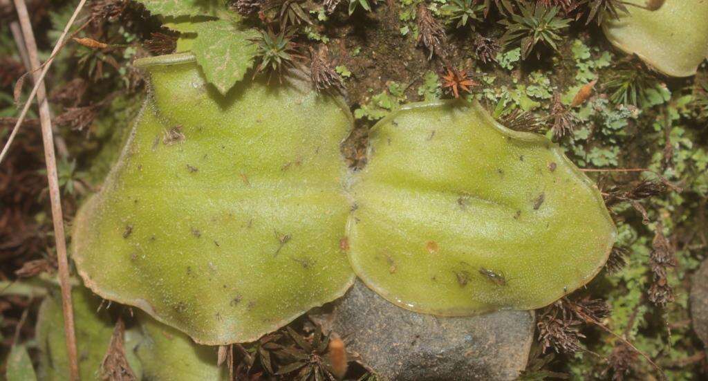 Imagem de Pinguicula macrophylla Kunth