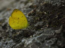 Image de Eurema blanda (Boisduval 1836)