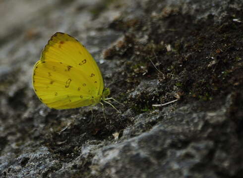 Image of Eurema blanda (Boisduval 1836)