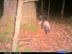 Image of Virginia Opossum