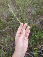 Image of Liatris quadriflora (Chapm.) E. L. Bridges & Orzell