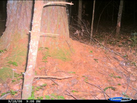 Image of Mexican Flying Squirrel