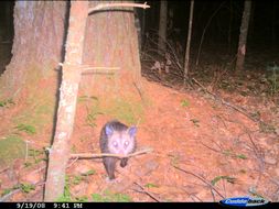 Image of Virginia Opossum