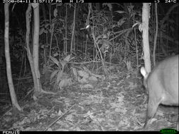 Image of Brocket Deer sp.