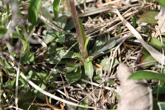 Image de Antennaria howellii subsp. canadensis (Greene) R. J. Bayer