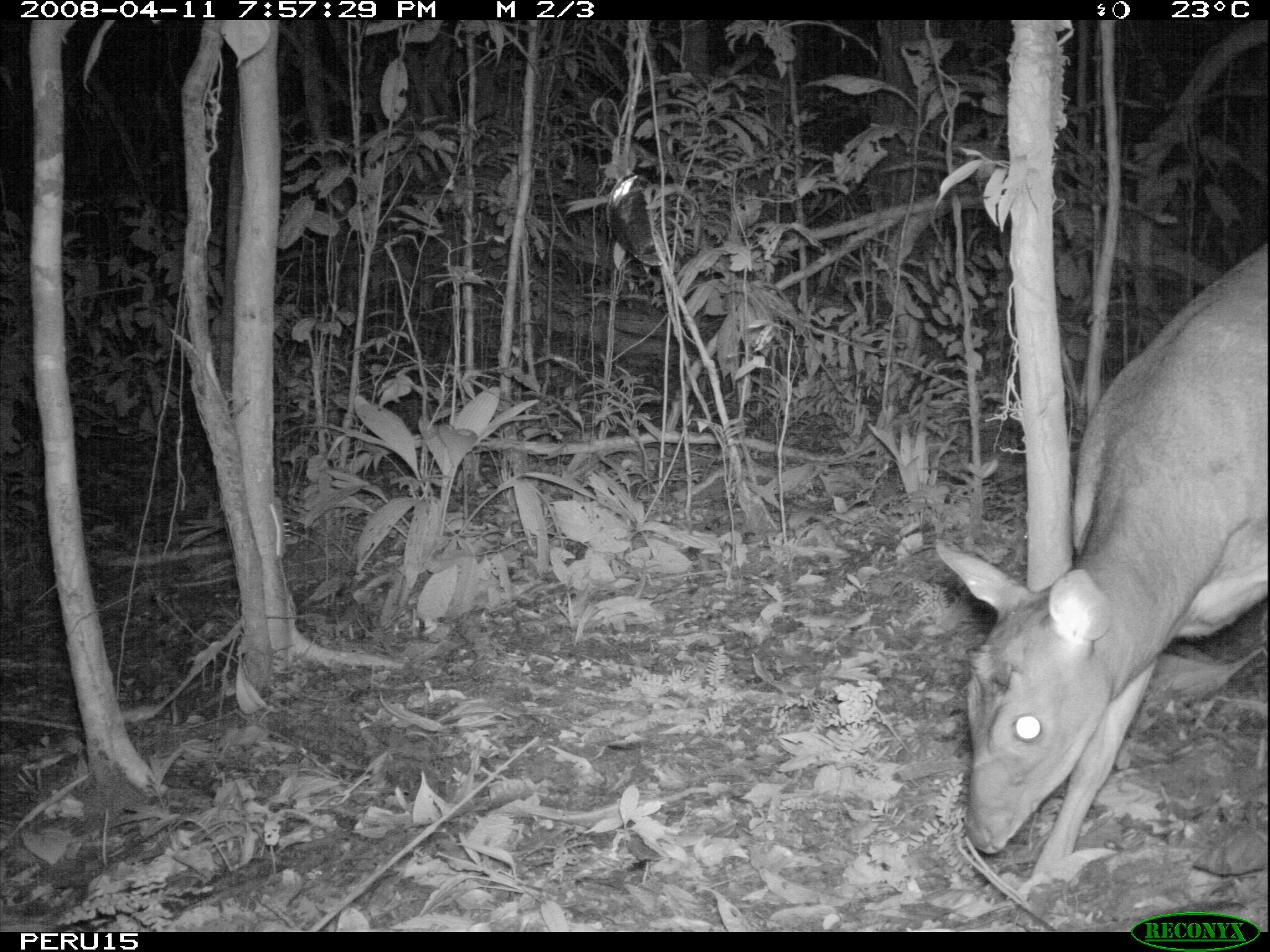 Image of Brocket Deer sp.