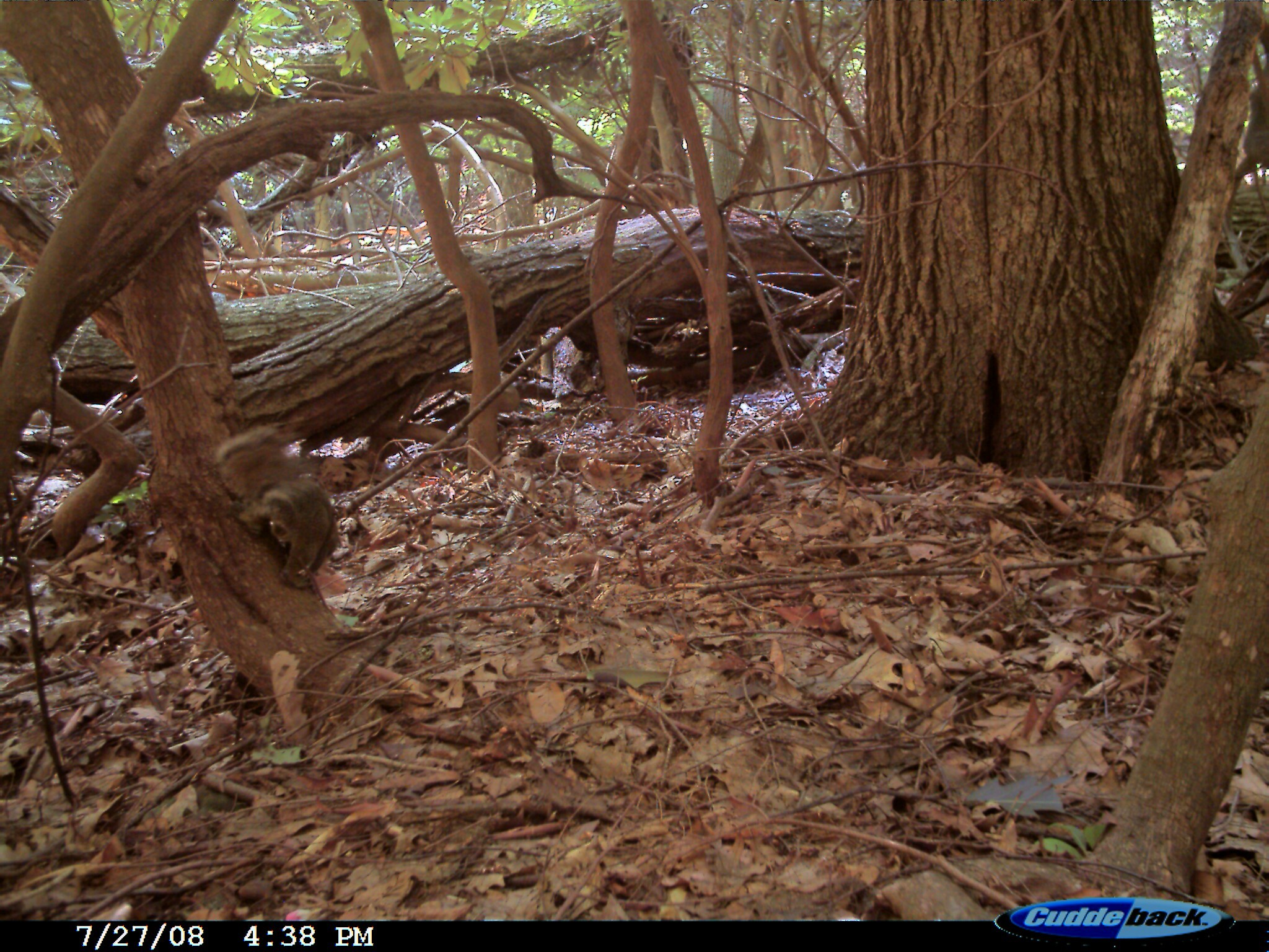 Image of Mexican Flying Squirrel