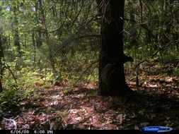 Image of Eastern Fox Squirrel