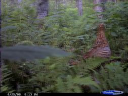 Image of Ruffed Grouse