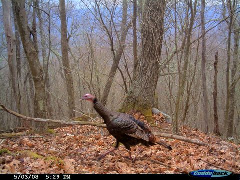 Imagem de Meleagris gallopavo Linnaeus 1758