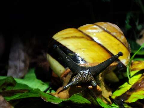 Imagem de Bertia cambojiensis (Reeve 1860)