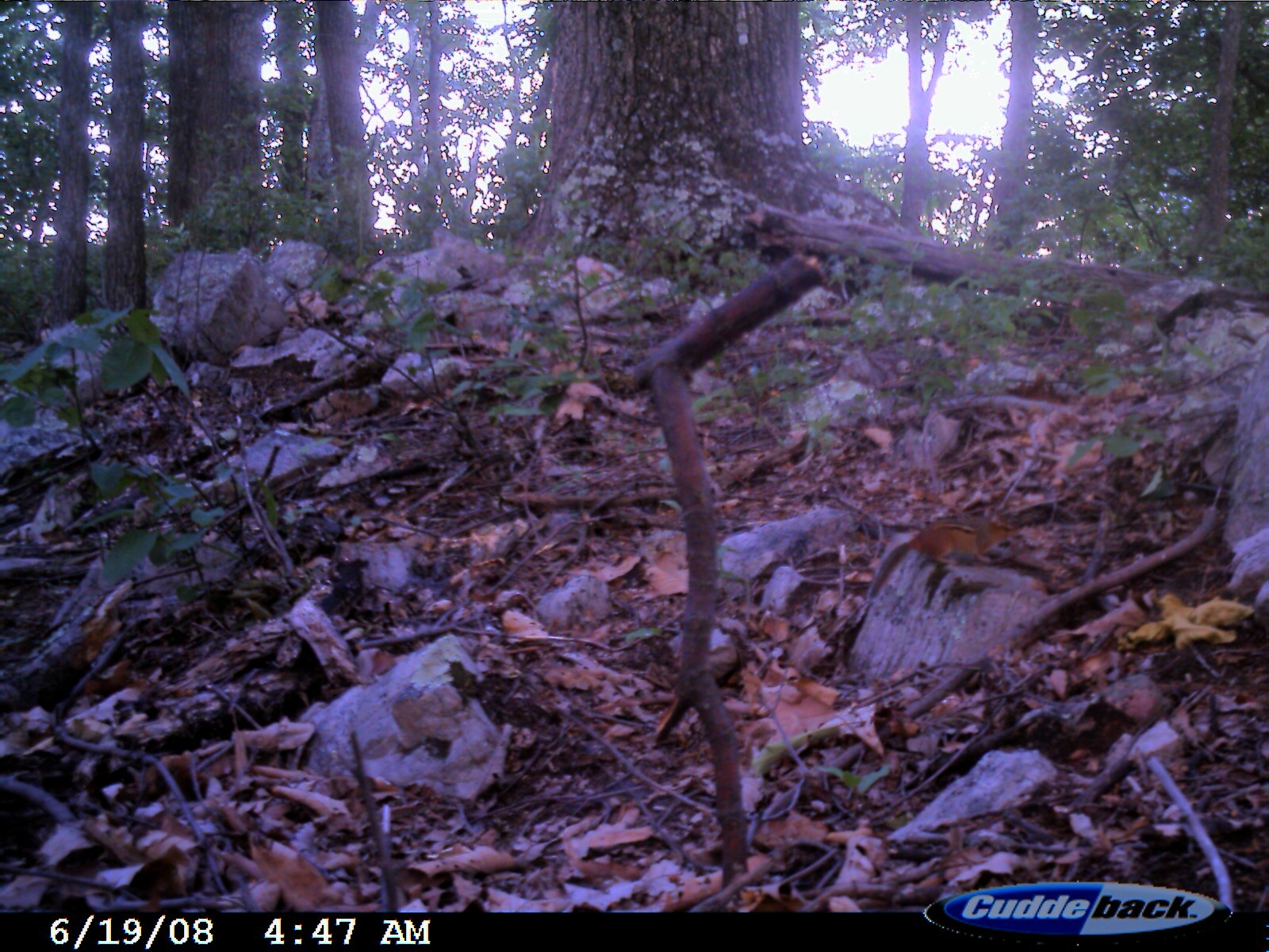 Image of Eastern American Chipmunk