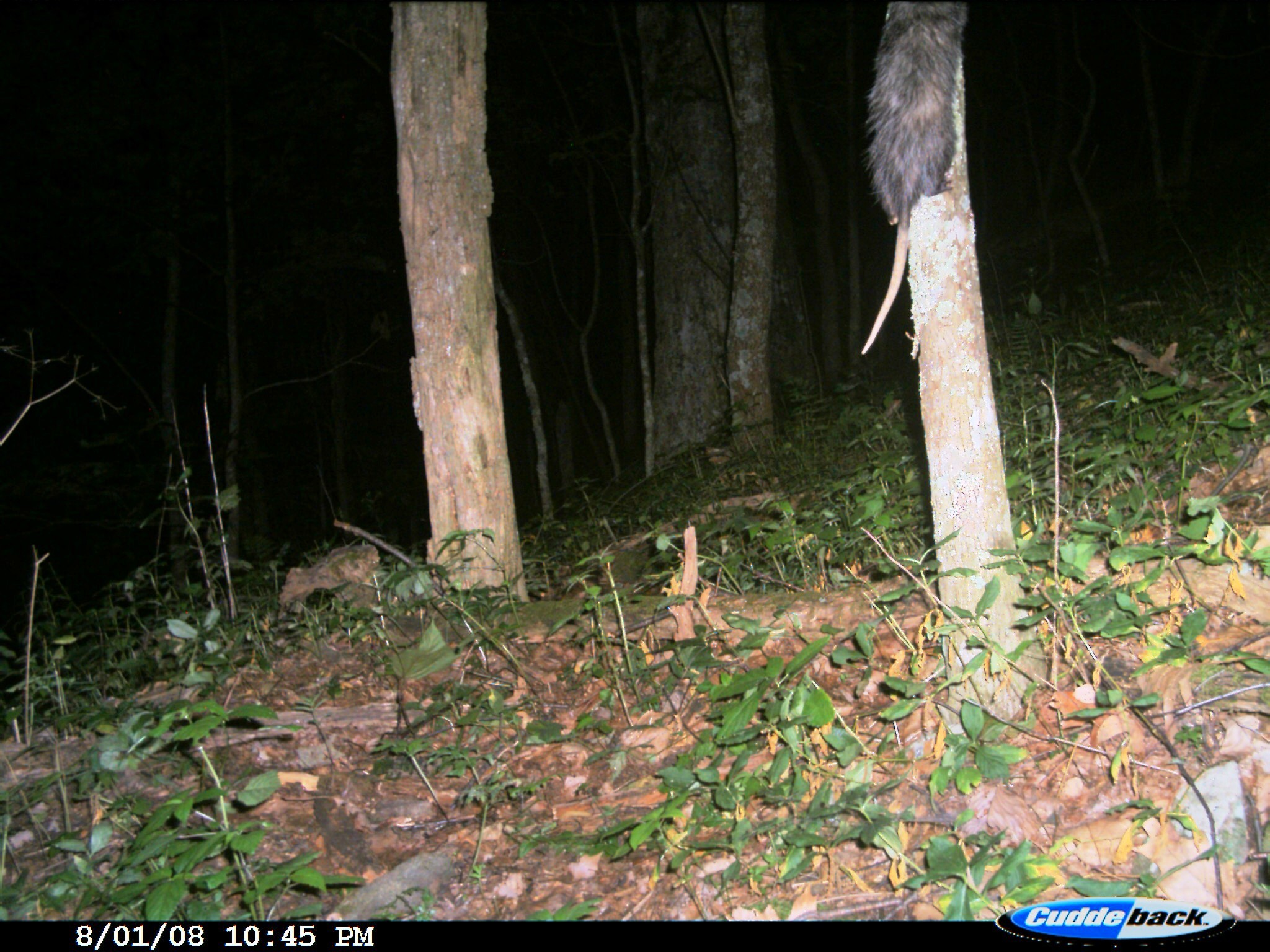 Image of Virginia Opossum