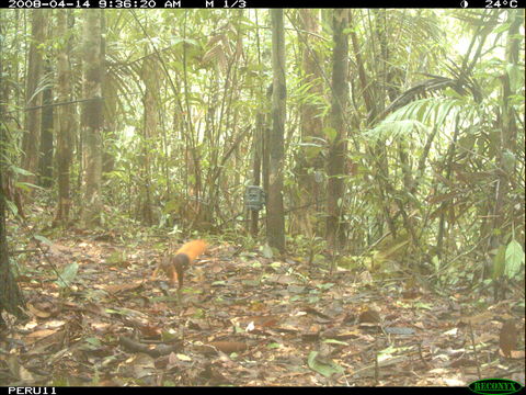 Image of Northern or Southern Amazon Red Squirrel