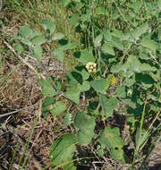 Physalis mollis Nutt.的圖片