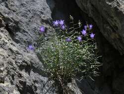 Image de Campanula crassipes Heuff.