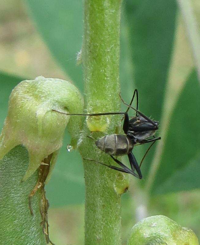 صورة Camponotus cinctellus (Gerstaecker 1859)