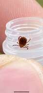 Image of Bush tick