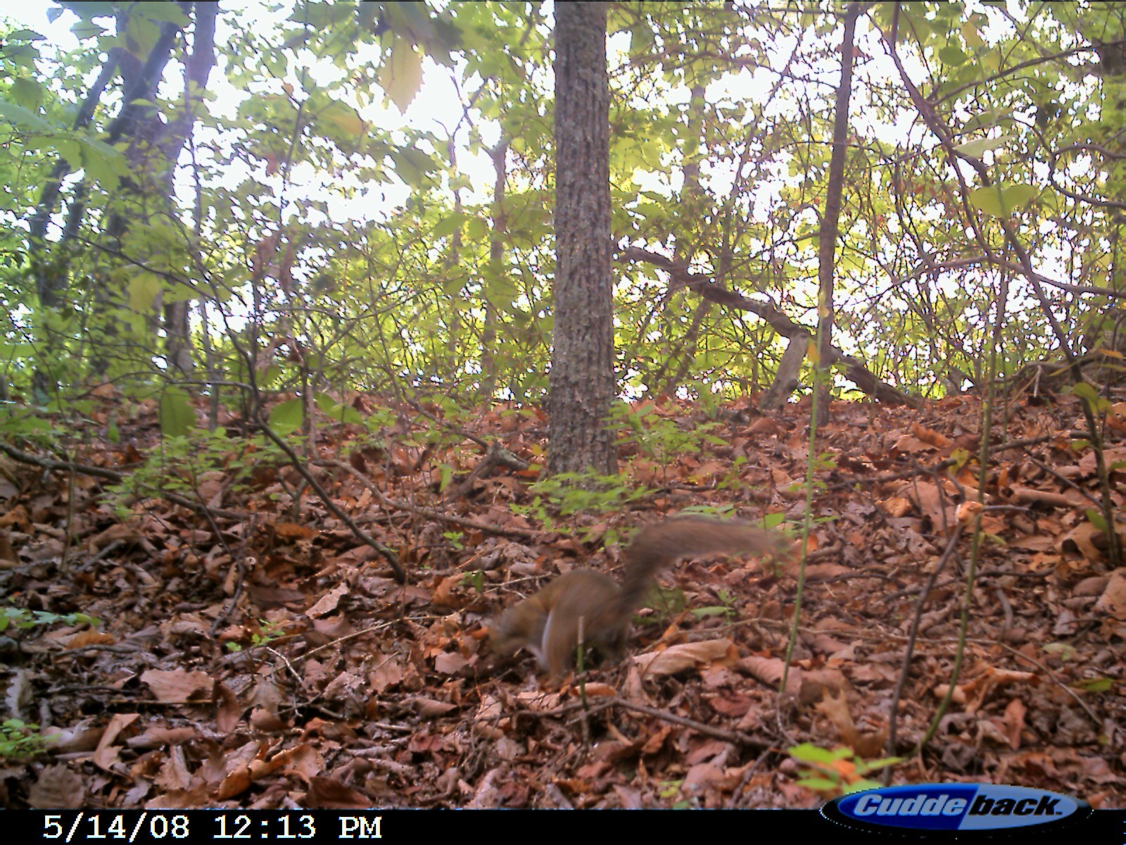 Image of eastern gray squirrel