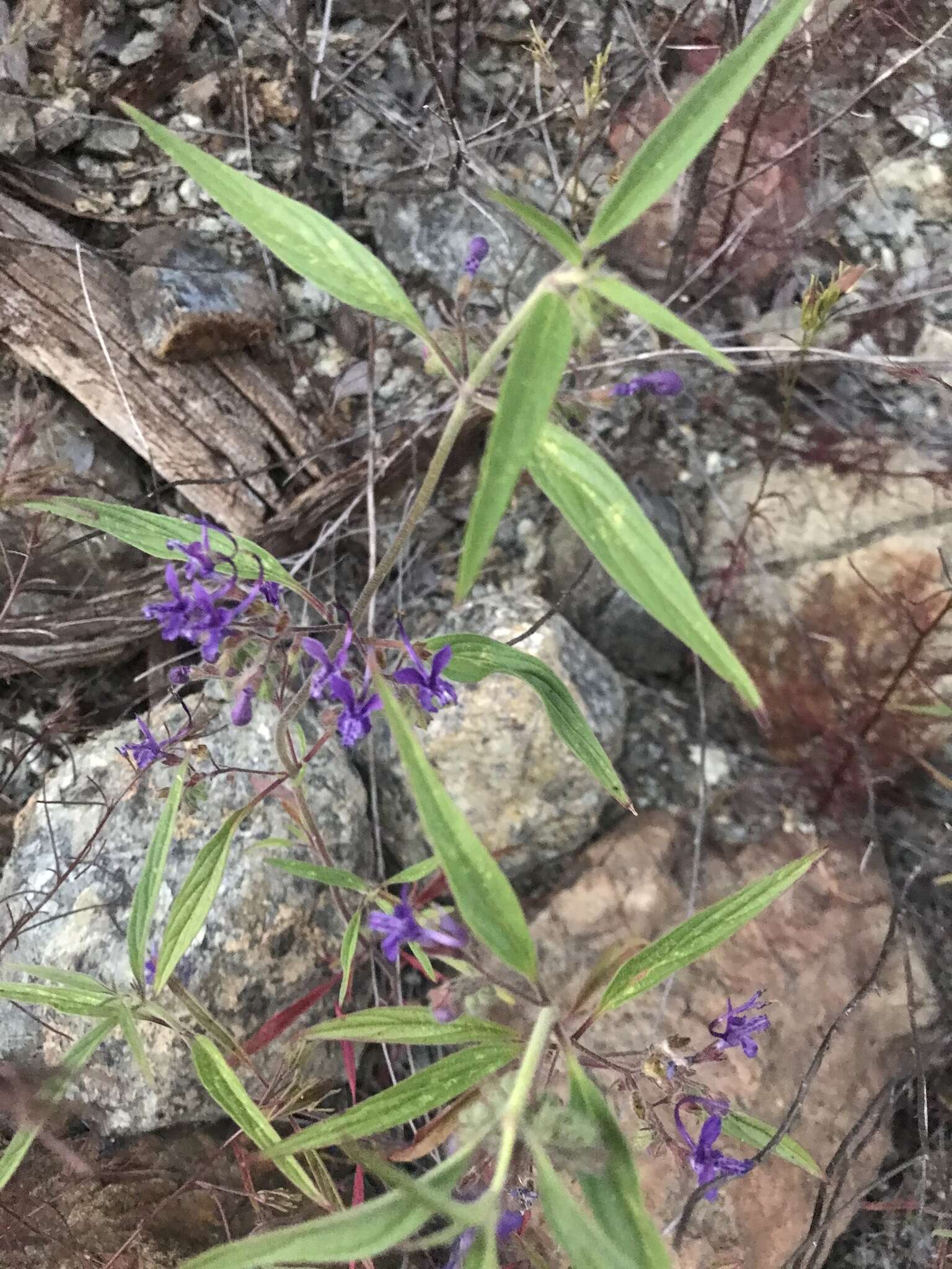 Image de Trichostema laxum A. Gray