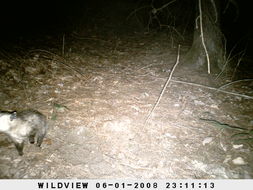 Image of Virginia Opossum