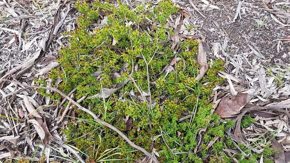 Image of Dodonaea procumbens F. Müll.