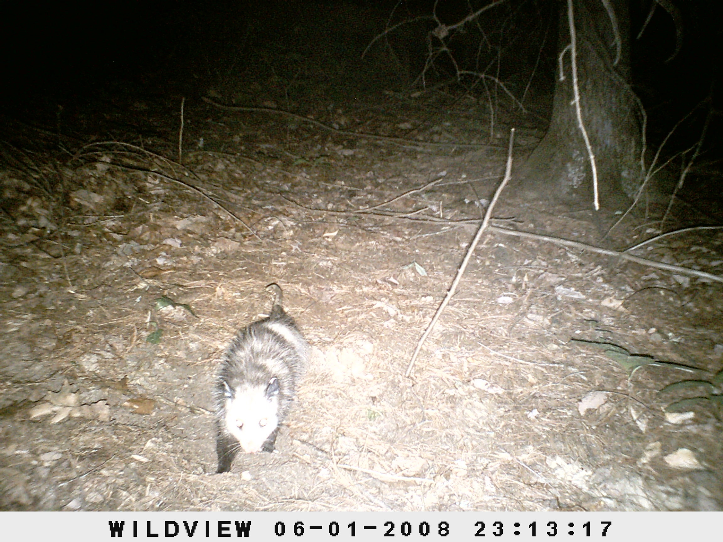 Image of Virginia Opossum