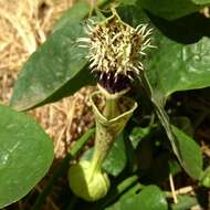 Image de Aristolochia chiquitensis Duch.