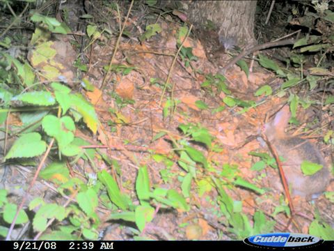 Image of eastern cottontail