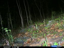 Image of eastern cottontail