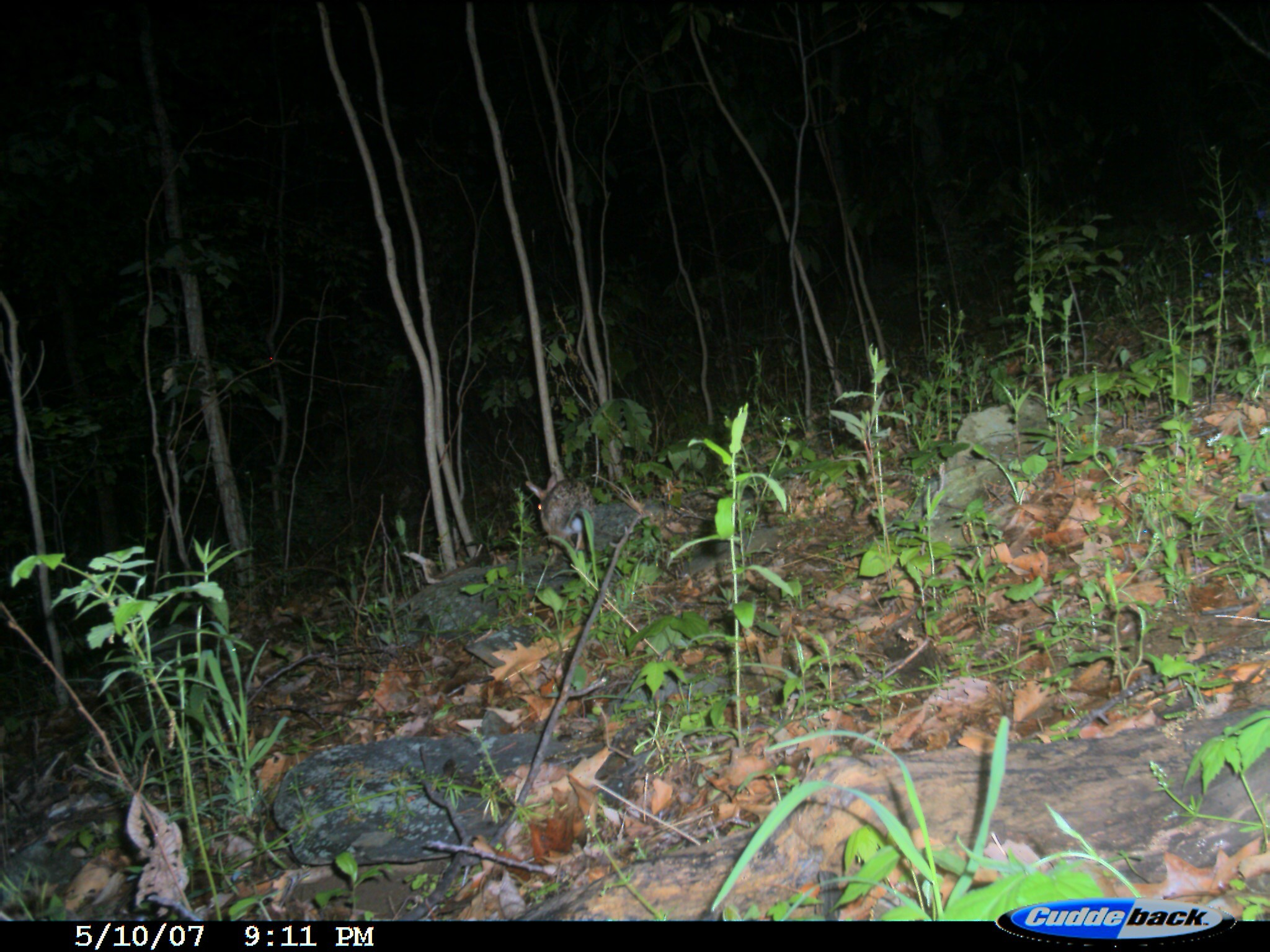 Image of eastern cottontail