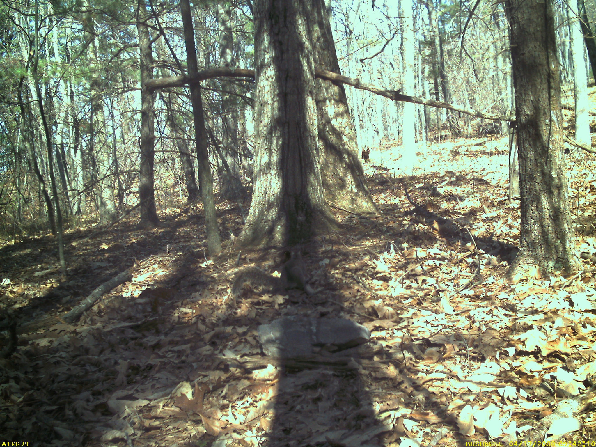 Image of eastern gray squirrel