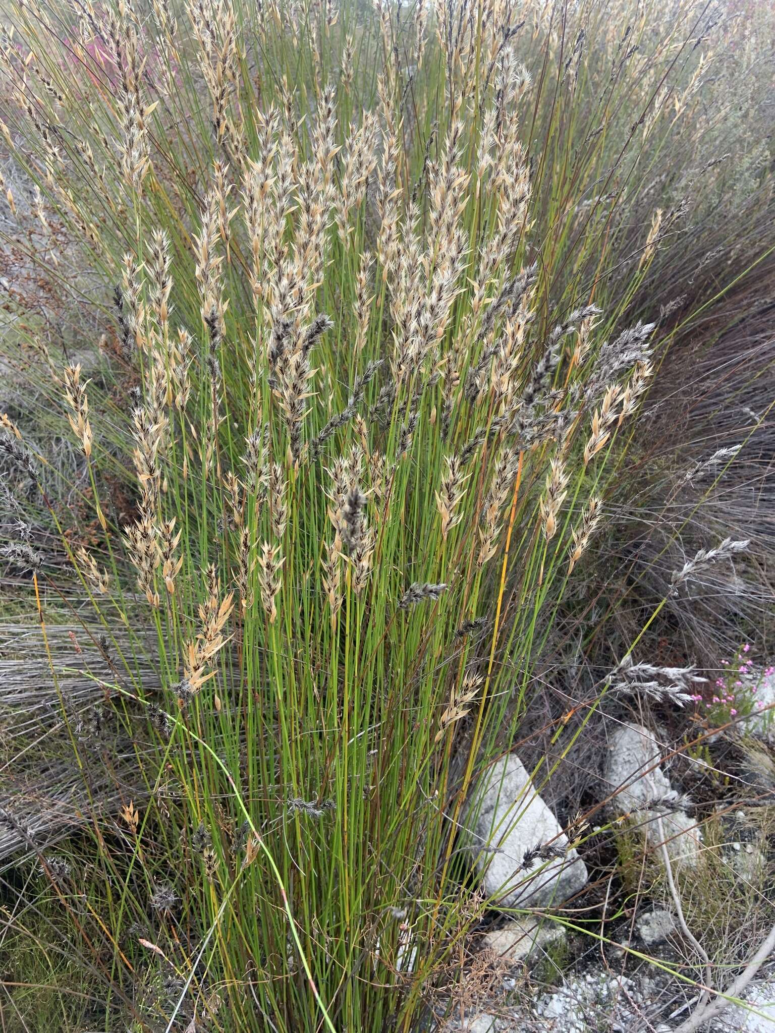 Image of Askidiosperma nitidum (Mast.) H. Linder