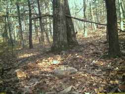 Image of eastern gray squirrel