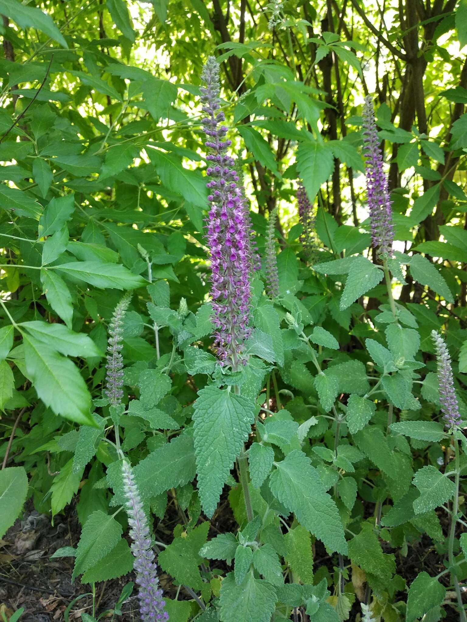 Image de Teucrium hircanicum L.