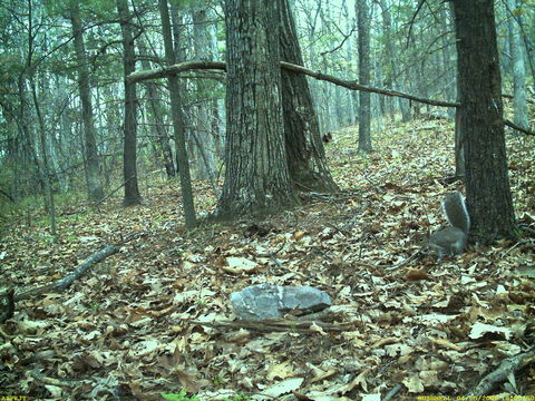 Image of eastern gray squirrel