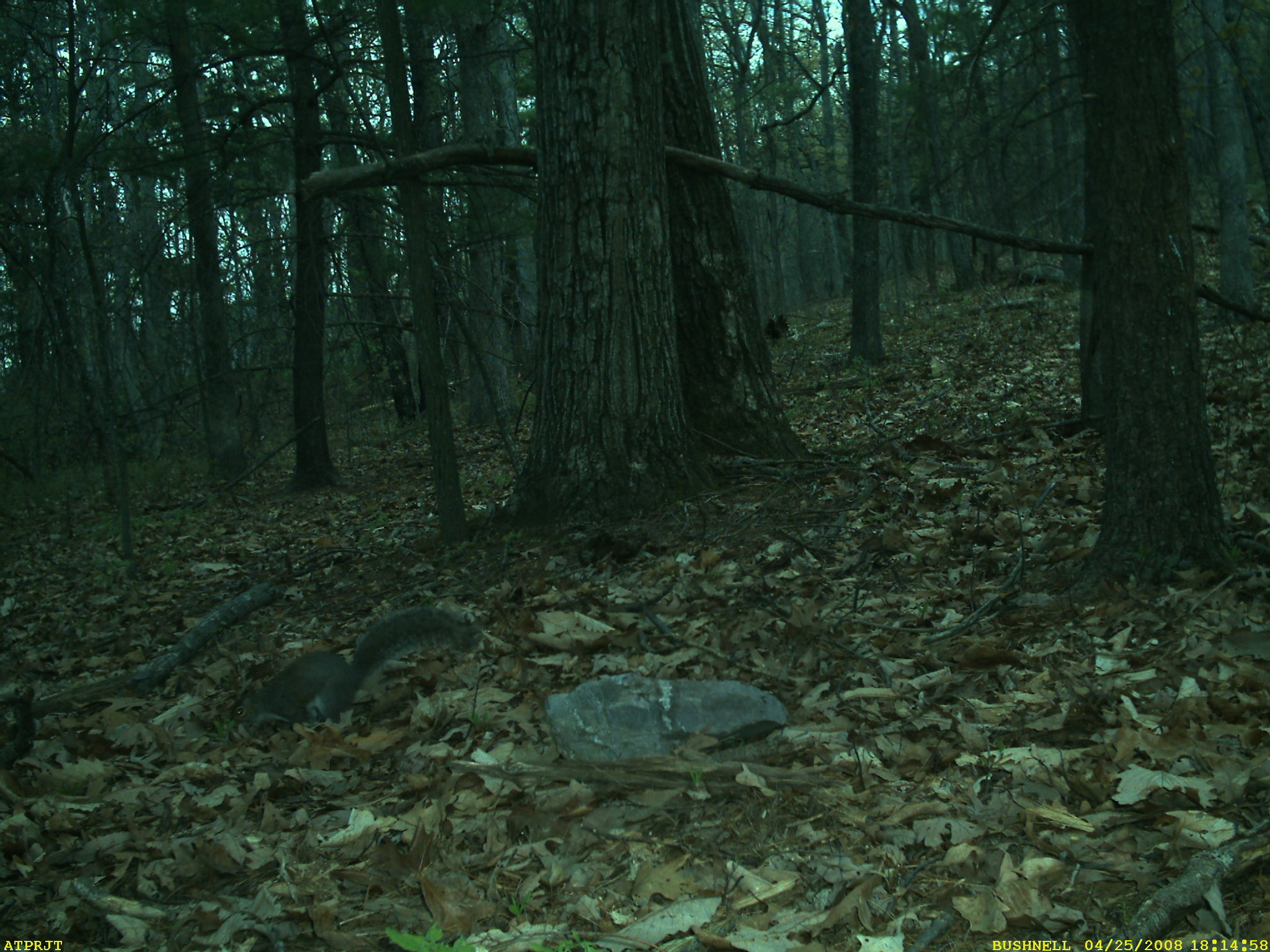 Image of eastern gray squirrel