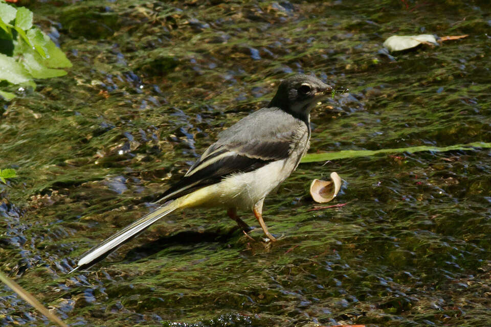 Image of Motacilla cinerea schmitzi Tschusi 1900