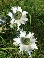 Imagem de Eryngium giganteum M. Bieb.