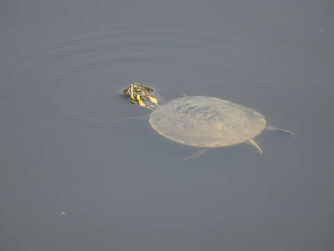 Image of Trachemys venusta venusta (Gray 1855)