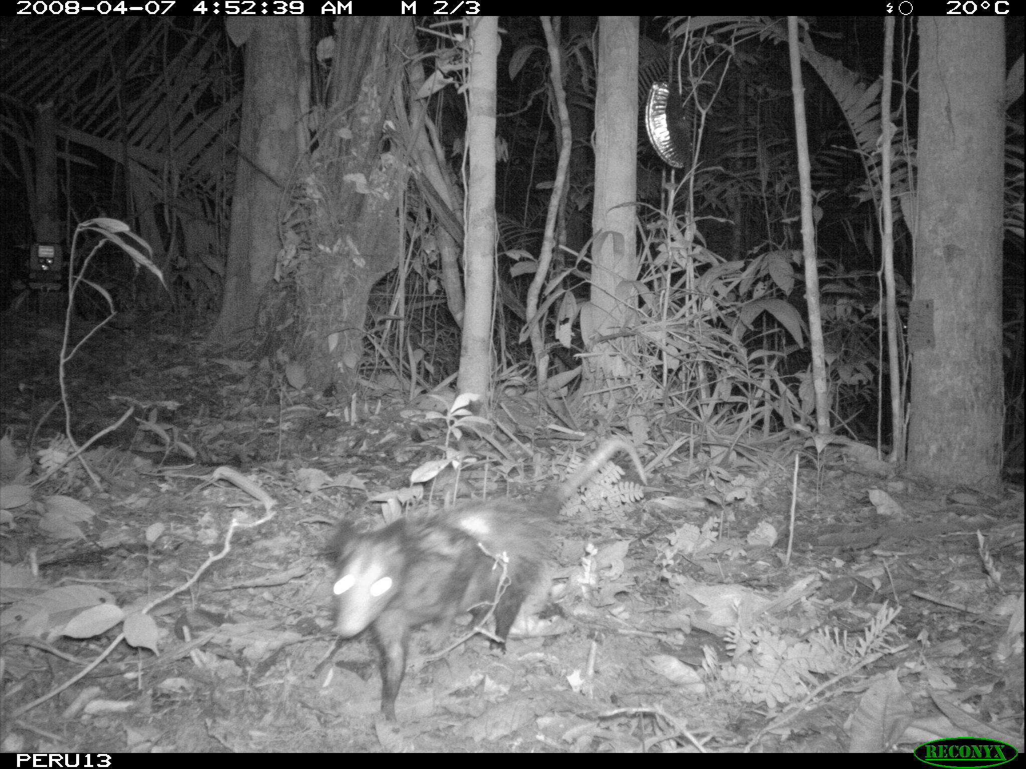 Image of Black-eared Opossum